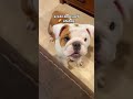 #funny #funnyvideo #viraltiktok #viral #funnydog