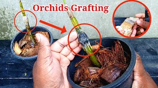 How to grafting an orchid plant? || orchid grafting experiment and success result