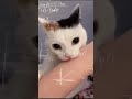 This is your time #funnycatshorts