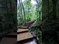 【森の中の階段】高尾山6号路・R8.9.5撮影