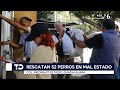 Rescatan a más de 50 perritos en un departamento de Guadalajara