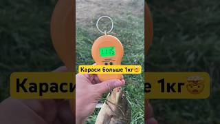 ✅Трофейный карась на флэт #флэтфидер #карась #карасьнафдэт #флэтметод