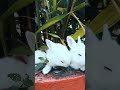 Socute rabbits rabbits vedio  lovely rabbits vedio viral