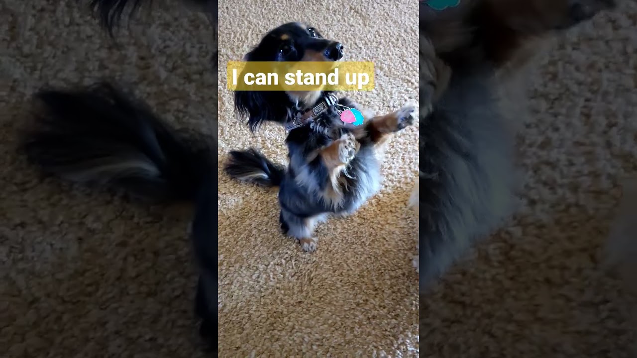 Turning some tricks for cookies! 