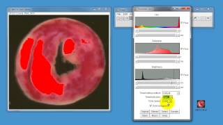 Using ImageJ to measure areas in histological samples