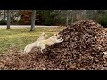 Stella&#39;s Leaf Pile Then and Now
