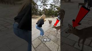 These Deer Bow Back Every Time 😭🦌