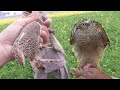 Hunting quail with the help of sparrowhawk and pointer dog || Wildlife Today