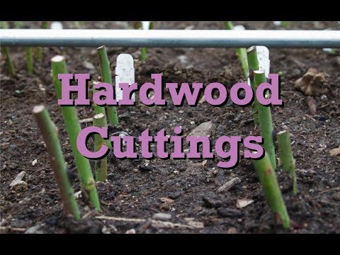 Video: Features Of Rooting Rose Cuttings In Autumn