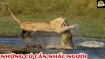 🌍Những Cuộc Chiến Chí Mạng Của Cá Sấu Khiến Đối Thủ Khiếp Sợ