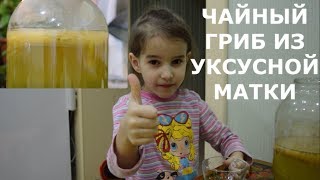 Чайный гриб из уксусной матки