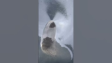 white sand rich in gold!!! is under the paddy soil layer