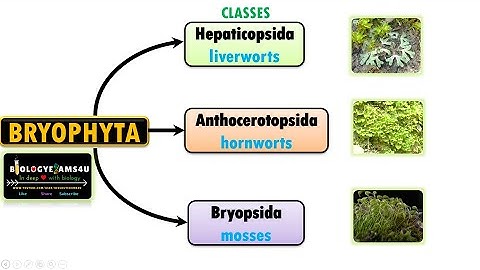 Classification of Bryophytes|| Characteristics of Liverworts, Hornworts and Mosses