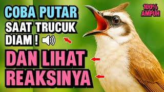 Pancingan Trucukan PALING AMPUH! Burung Langsung Ngalas & Nyaut Gacor