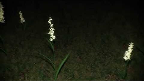 Backyard (Corona render test)