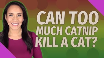 Can too much catnip kill a cat?