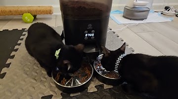 Papifeed Automatic Cat Feeder