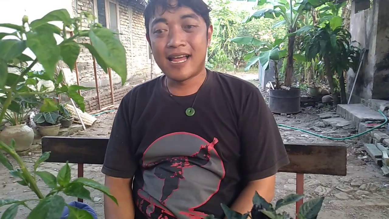 cara mudah menanam cabe dengan polybag.. 
