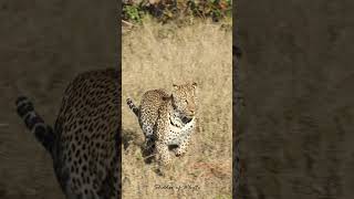 Male leopard descends