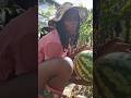 Harvesting Fruit with the kids #backyardgarden #garden