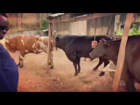 Cow mating naturally after calving cows resume estrus cycles within 40 to 60 days postpartum
