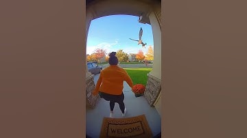 See how the eagle lifted the dog from the house..               #sora #tornado #viral #foryou #usa