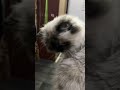 Cat #satisfying #shortvideo #shorts #cat #cutecat #persiancat #fyp #trending