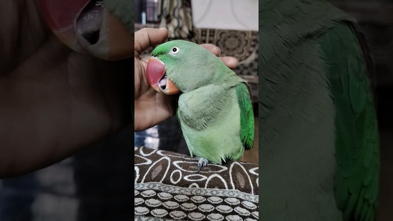 Parrot biting problem 🤔