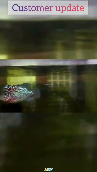 king kamfa | customer update | #shorts #flowerhorn