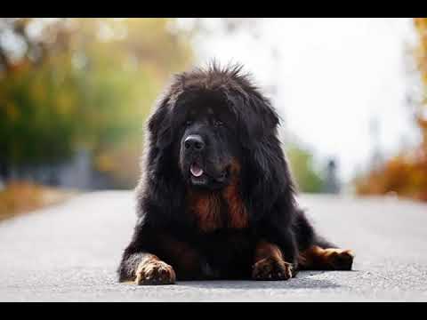 THE MOST EXPENSIVE DOG IN THE WORLD, TIBETAN MASTIFF | MIGGY & ROSS #shorts #dogs #pets #fyp
