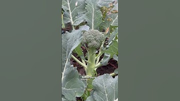 Are you planning to grow any of these crops in your 2026 garden?