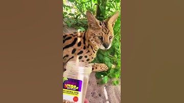 Wild Animals React to Catnip! FUNNY