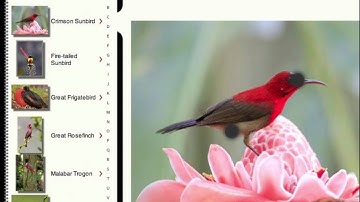 BirdFieldGuide Introduction