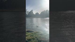 Balboa park ducks #nature #lake