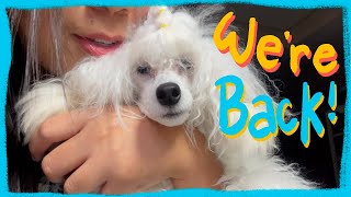 We are back |The Poodle Mom