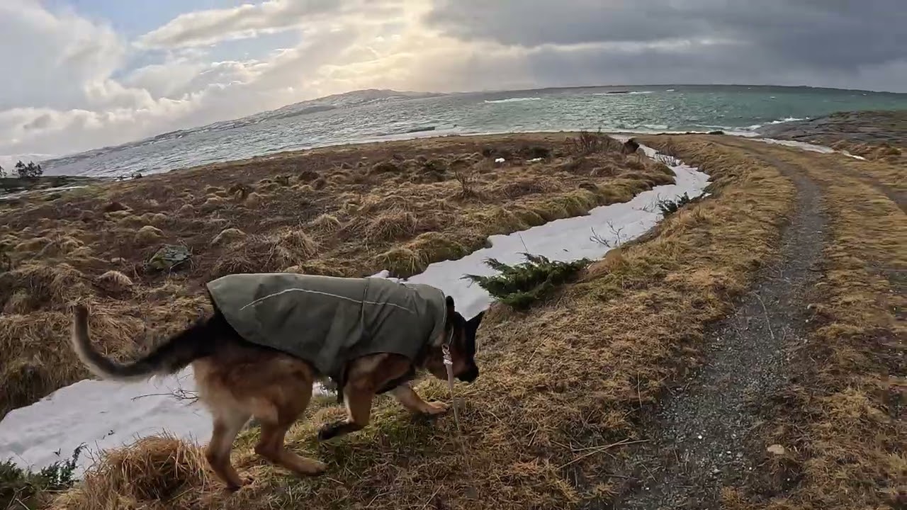 German shepherd on walk. Eros på tur.03.03.2026. welcome to winter land. +5 degrees. it is wet today