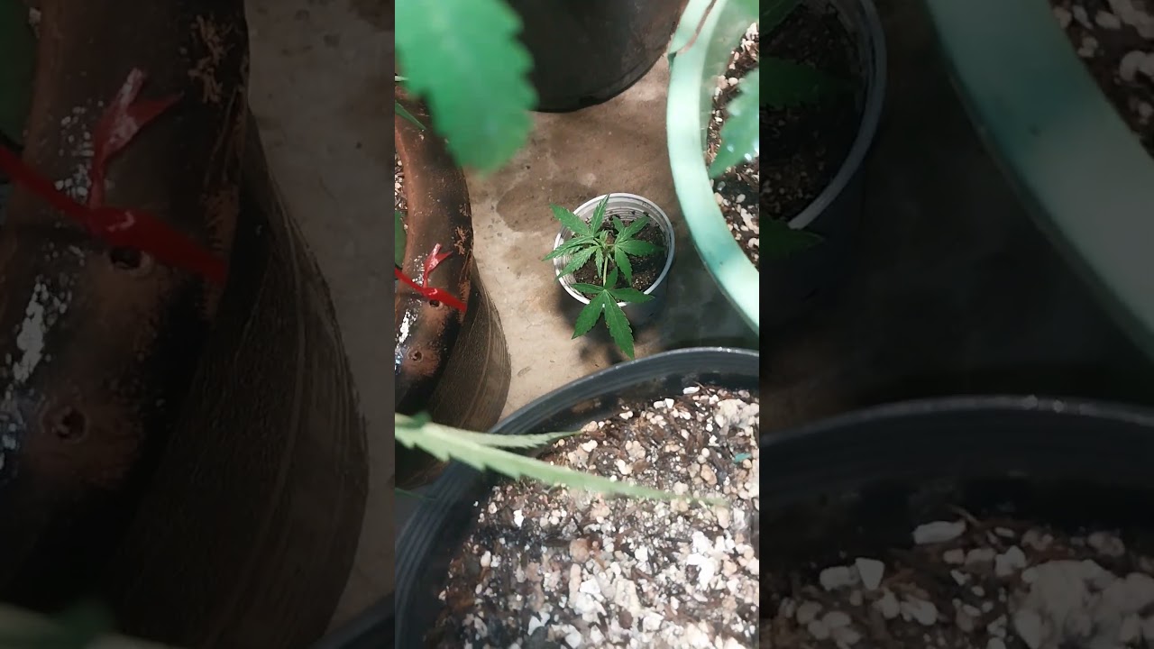 Rega foliar preventiva super lemon raze automática e prensado, água detergente e vinagre.