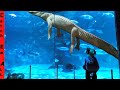 **RARE** PET ALBINO ALLIGATOR gets MASSIVE AQUARIUM HOME!