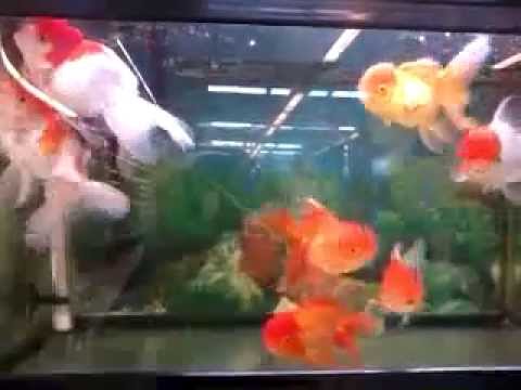 Ikan Hias ORANDA | Ikan Mas Koki ORANDO - YouTube