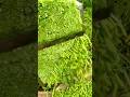cutting a large bunch of fresh green vegetables precisely using a sharp metal knife  wooden surface