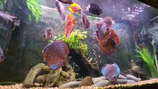 How I manage protein feeding Discus. A 15-month feeding routine that works.