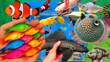 Video tổng hợp cá cảnh đẹp, vịt, vịt con, cá koi, cá trê, cá lóc, cá chuột, cá bảy màu
