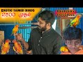 Hand Tamed Birds Farm தமிழ் | Taming Care and Secret | Sales | Prasanth 360