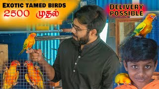 Hand Tamed Birds Farm தமிழ் | Taming Care and Secret | Sales | Prasanth 360