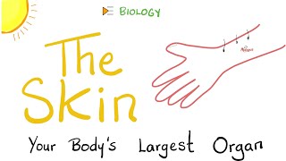 What’s the Largest Organ in your Body?! | The skin (Integumentary System)