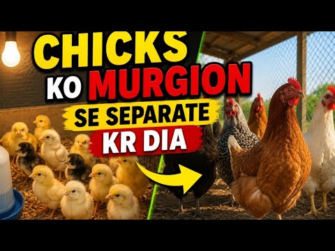 Chicks ko murgion se separate kr dia