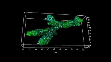 Examining developmental processes in cancer organoids I Andreas Bausch and Anna Pastucha, TU Munich