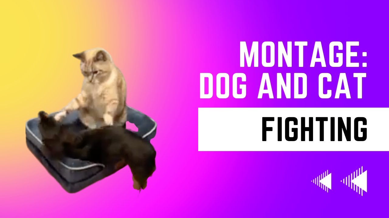 Dog and Cat fighting ALL DAY YouTube