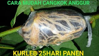 Cara CANGKOK ANGGUR , Resiko ( Efek ) Cangkok Anggur