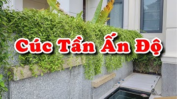 cây Cây Cúc Tần Ấn Độ và ý nghĩa phong thủy của cây.